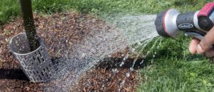 City of Surrey Watering Restrictions